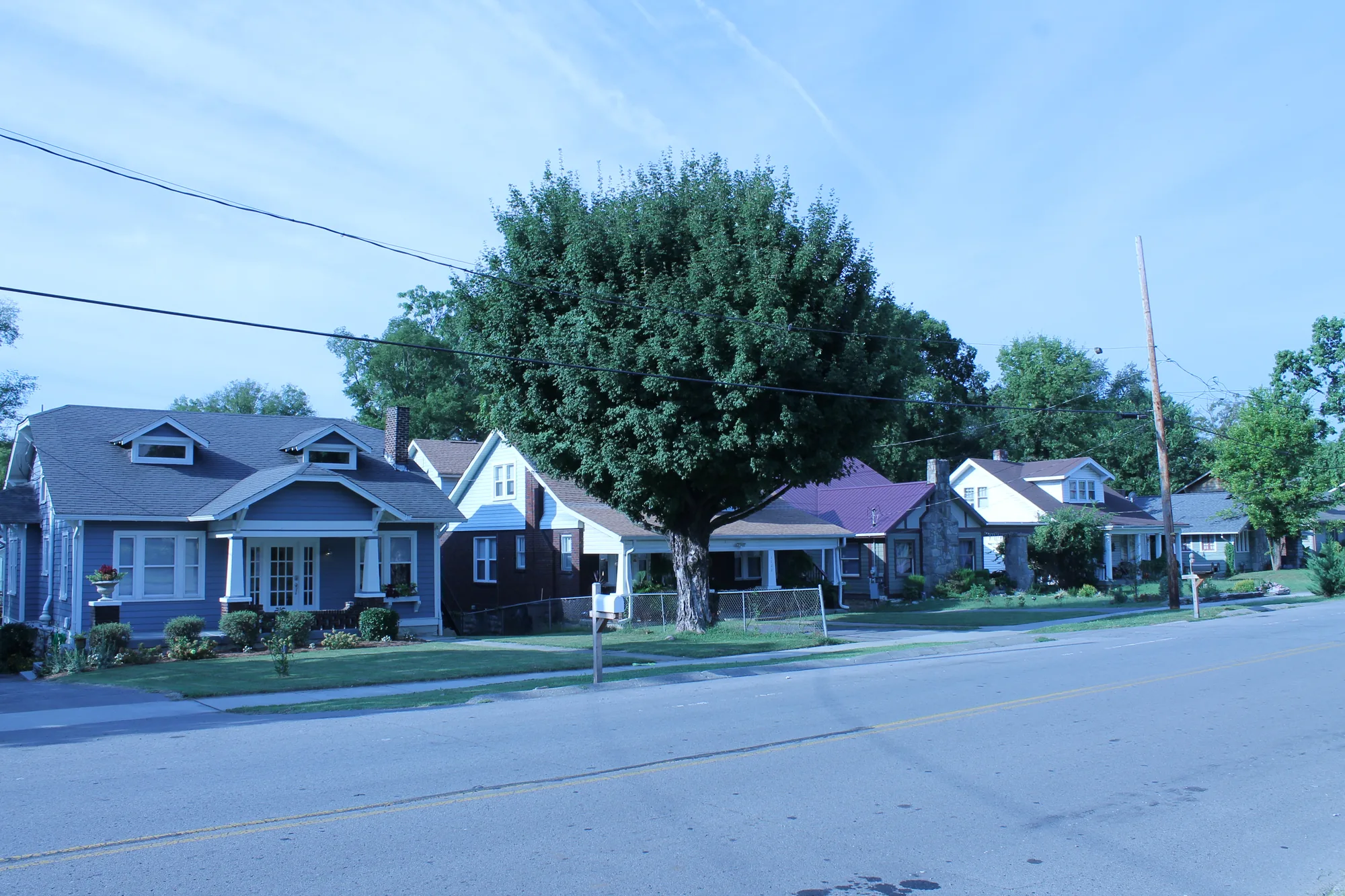 Bungalows and cottages behind a large shade tree on an empty residential street